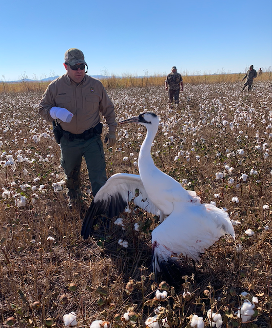 Injured whooping crane